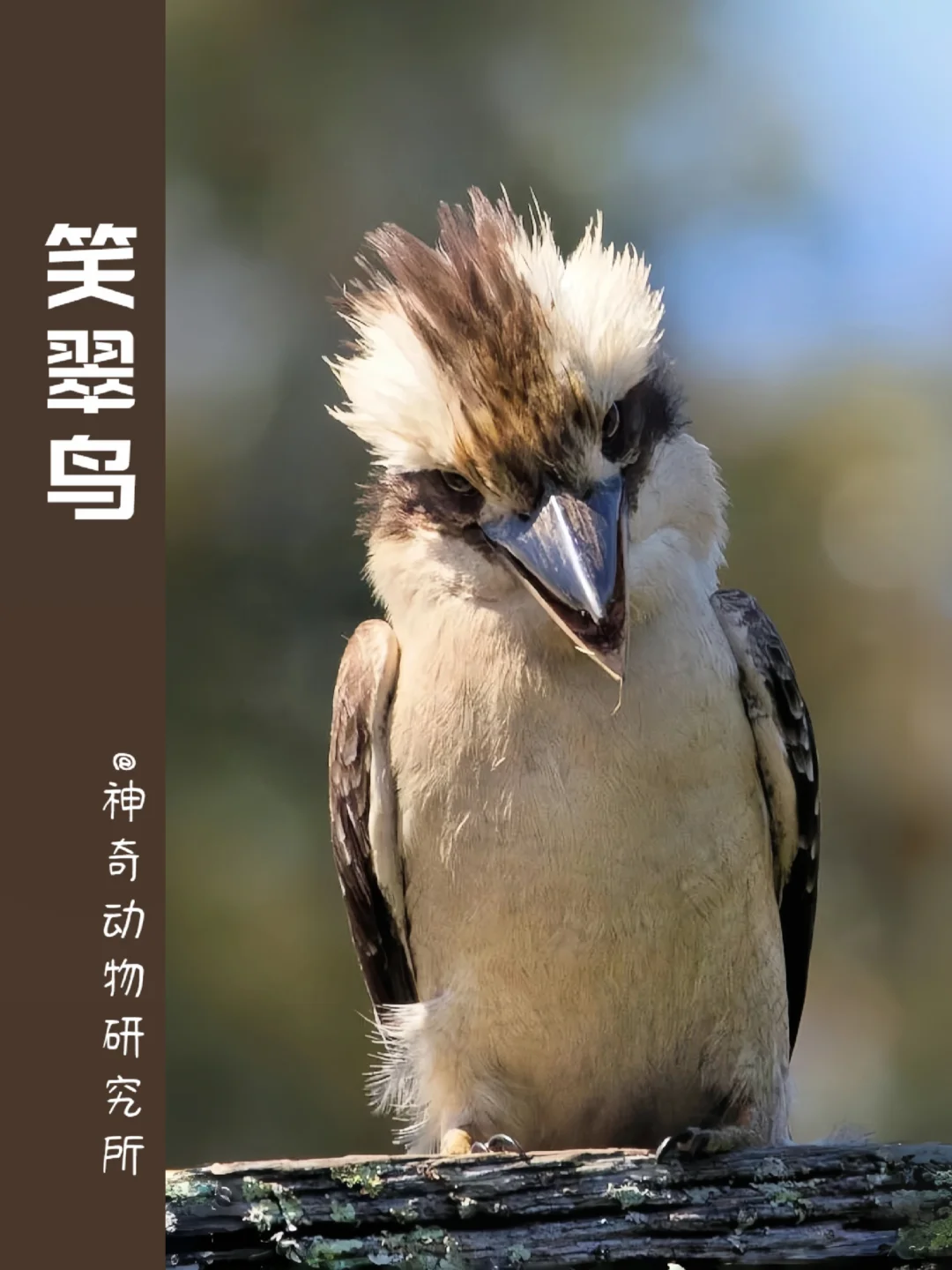 每天了解一种趣味动物👀笑翠鸟
