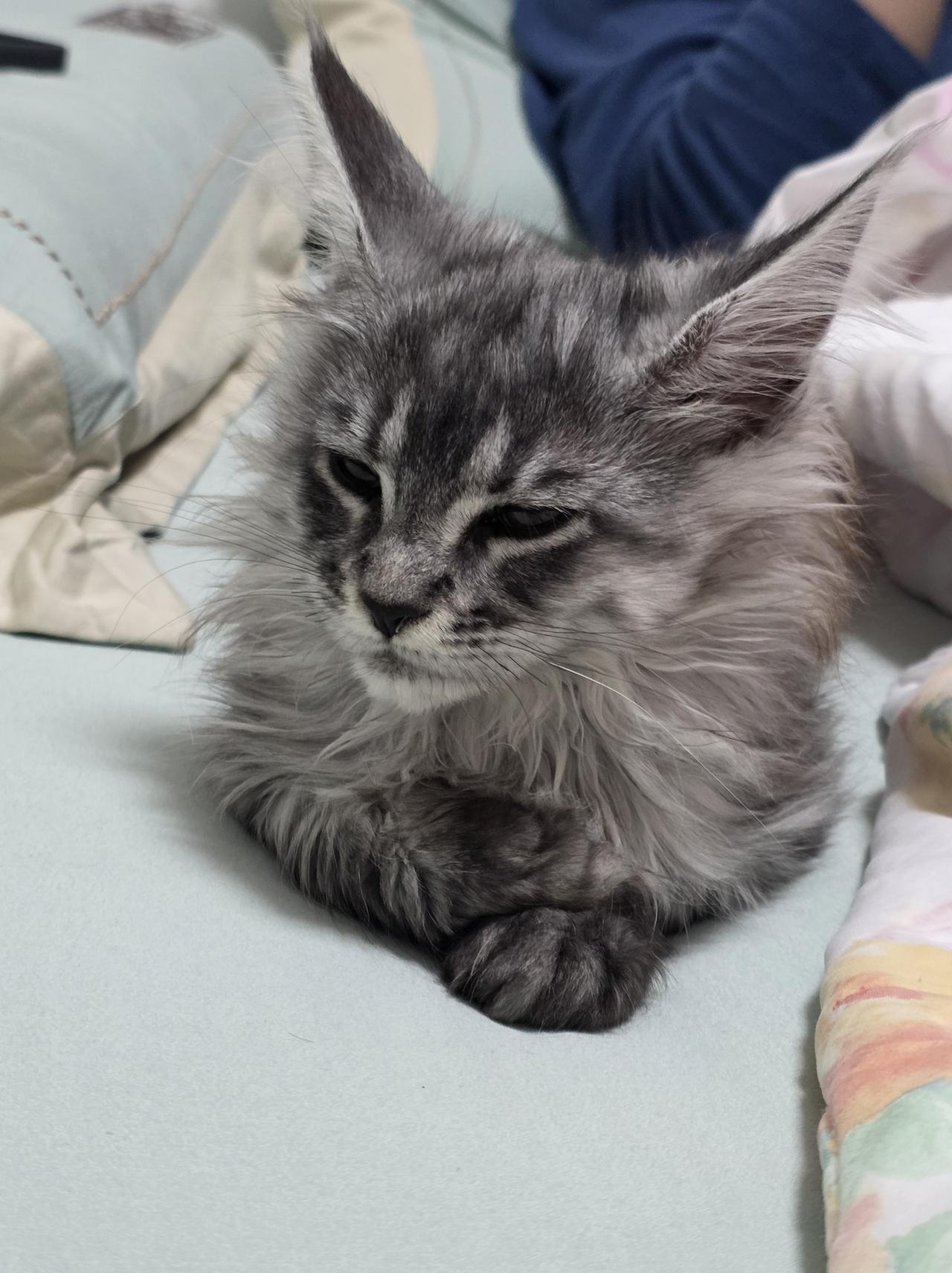 特朗普称自己是和平缔造者你怎么看 特朗普称自己是和平缔造者，这简直就是个天大的笑