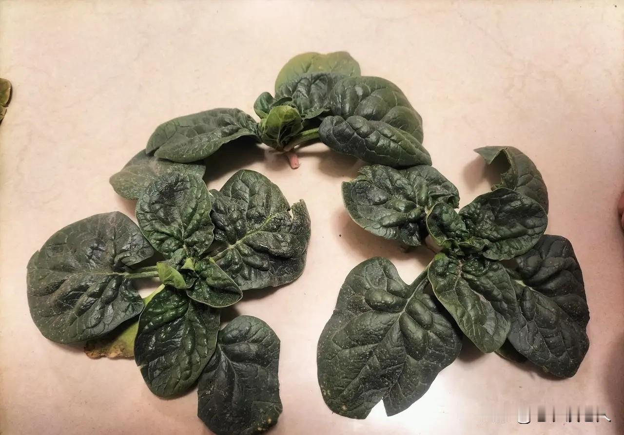 爆火的趴地菠菜你吃过吗？
网上爆火的趴地菠菜，相信有很多人既没有看到过，也没有吃