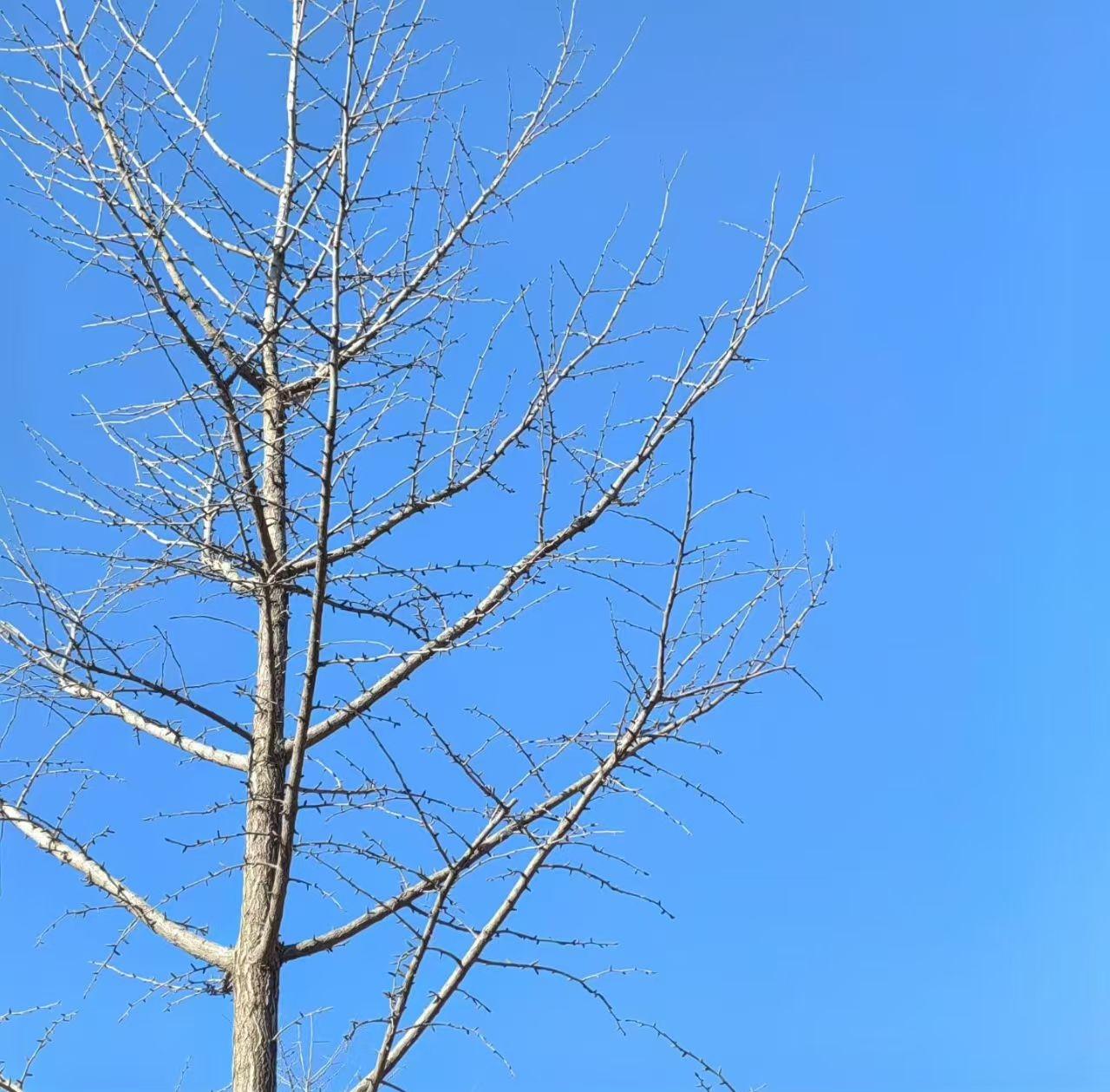 今天天真好，蓝蓝的天，阳光明媚的一天，就是风有些大，我迎着大风，出去寻找营业厅，