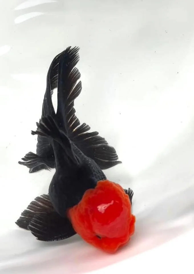 红