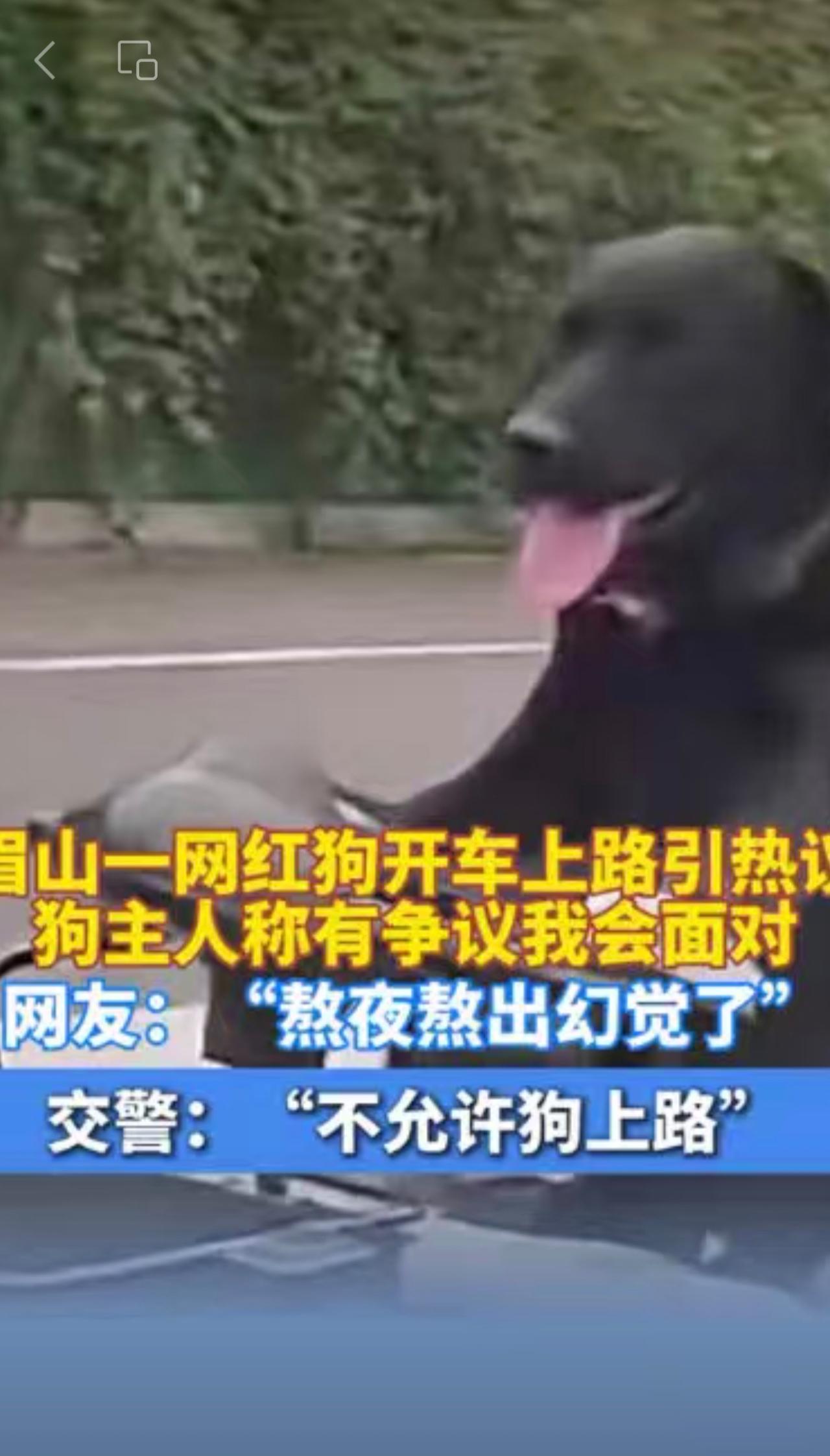 眉山一网红狗开车上路引发网友热议，狗主人称“有争议我会面对”，交警回应 ：“不允