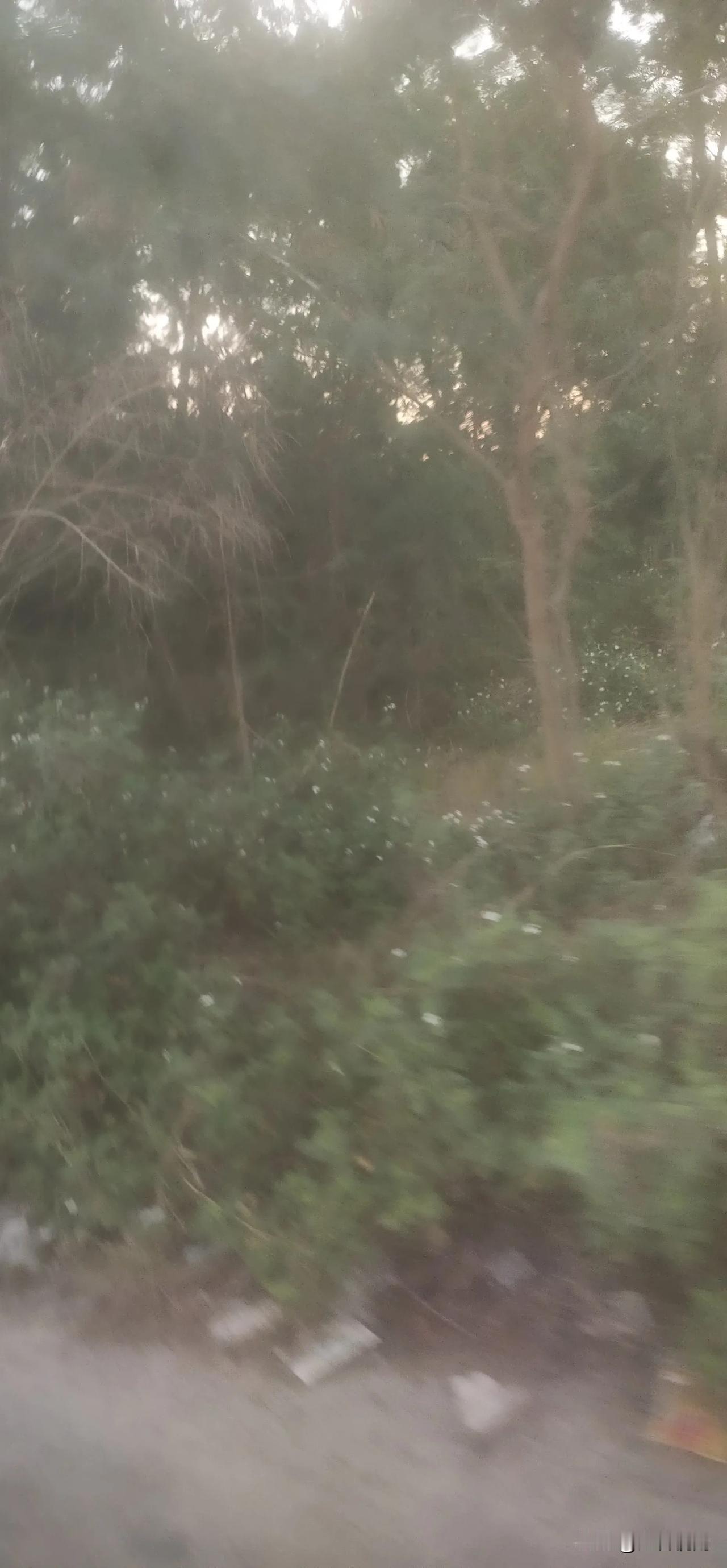 北流独木岗：原来是荒芜坟场
    一片郁郁葱葱的树林和灌木，这里曾是一片静谧的