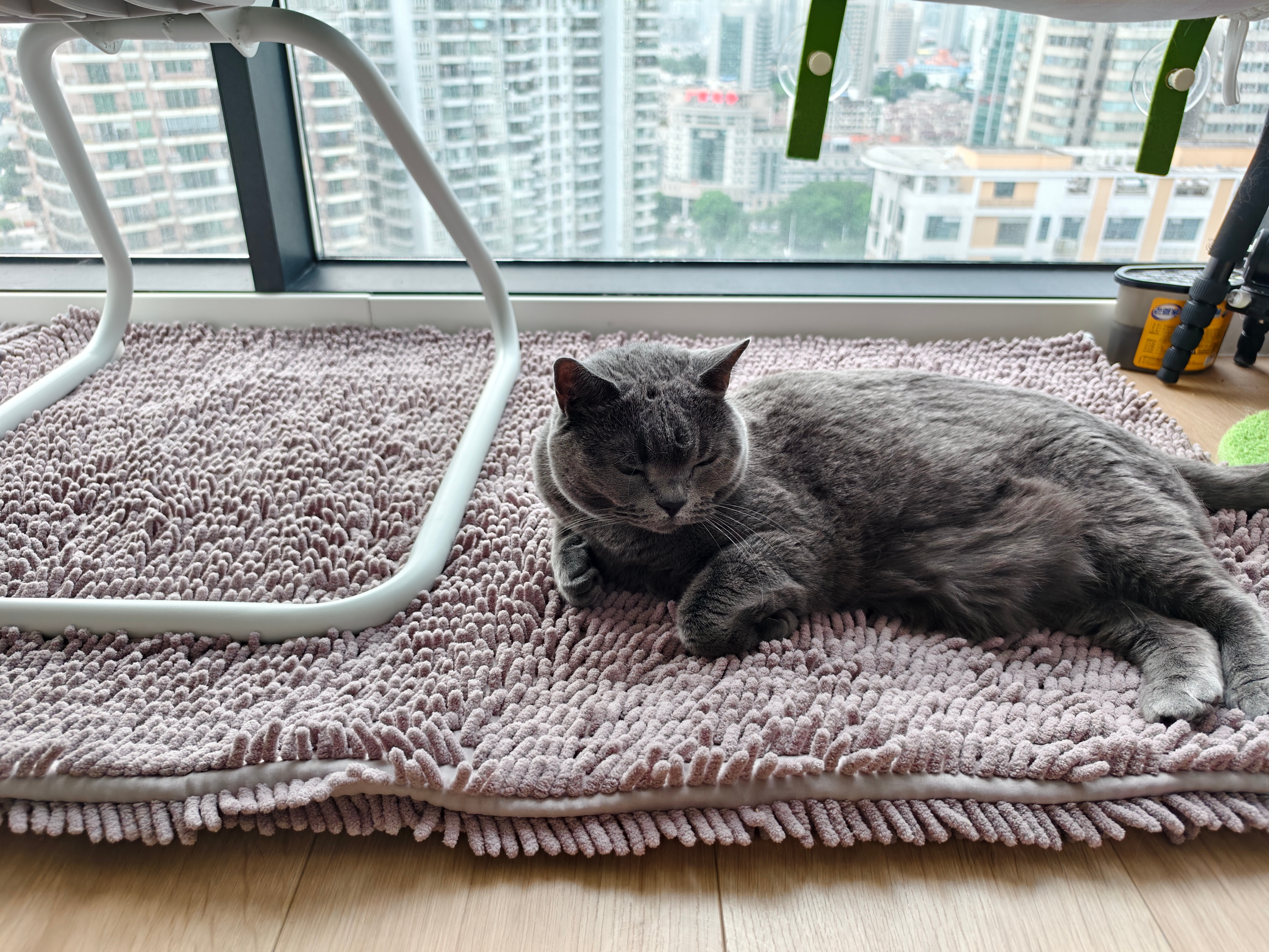 孩子喜欢接猫砂的这个毯毯，爸头就给铺满了菇冬怎么肥四