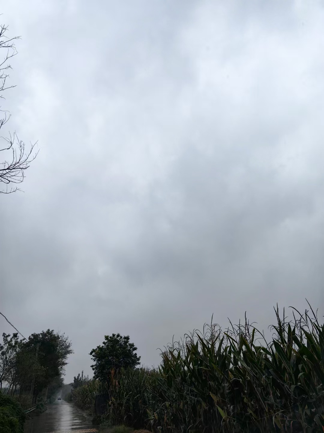 到了掰玉米的时候了，雨却下个不停。阴雨连绵，风吹来人便觉得凉冷。柿子在枝头红了，