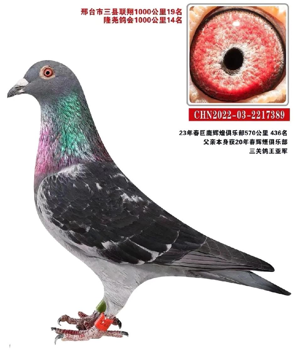 信鸽圈风向变了！超远程赛正在悄悄杀回来
信鸽赛事 
现在国内信鸽圈的风向，正在偷