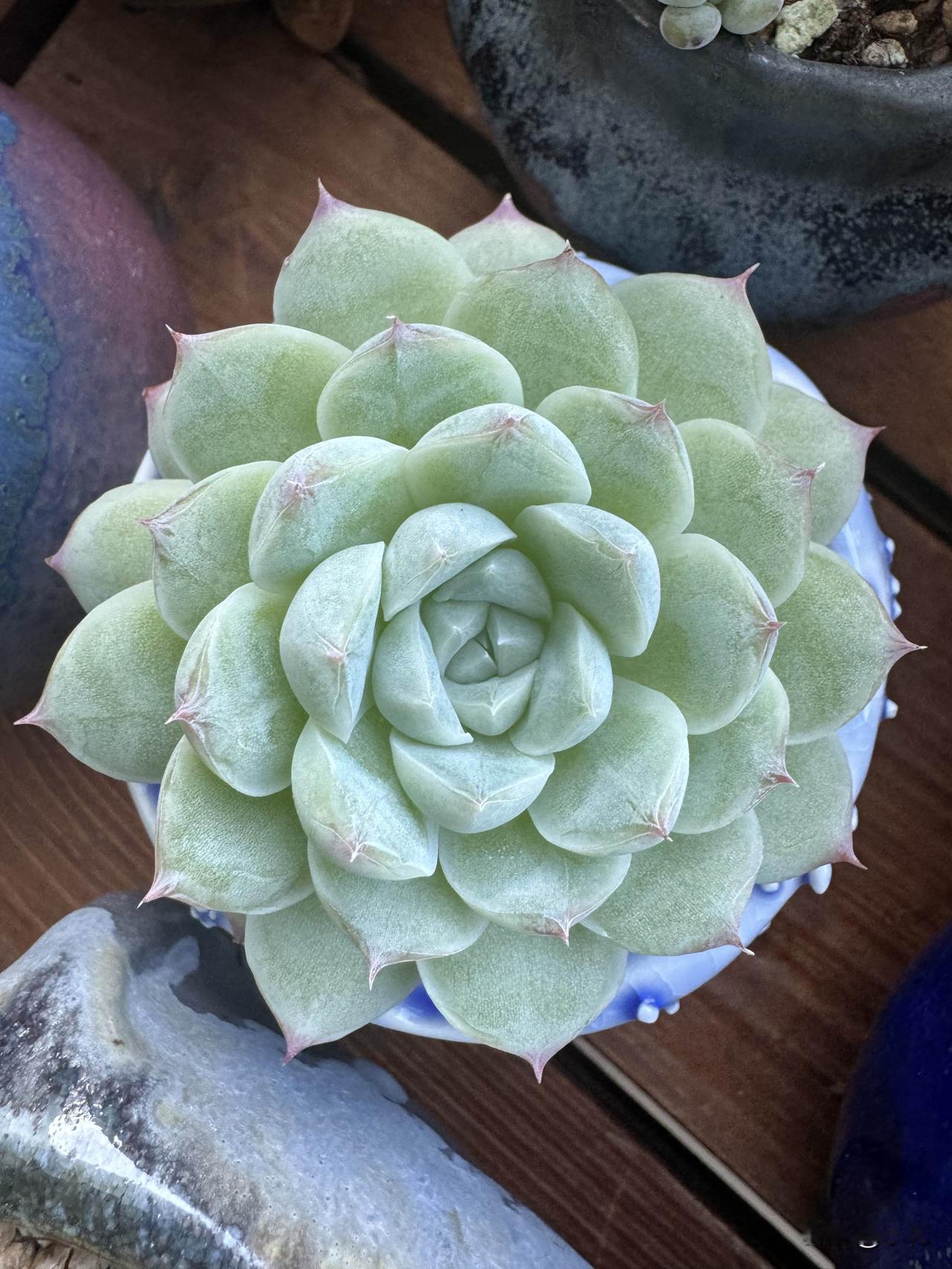 家人们谁懂啊！我养的多肉女王浇完水后变化超大。原本还有点干瘪的它，现在胖嘟嘟的，