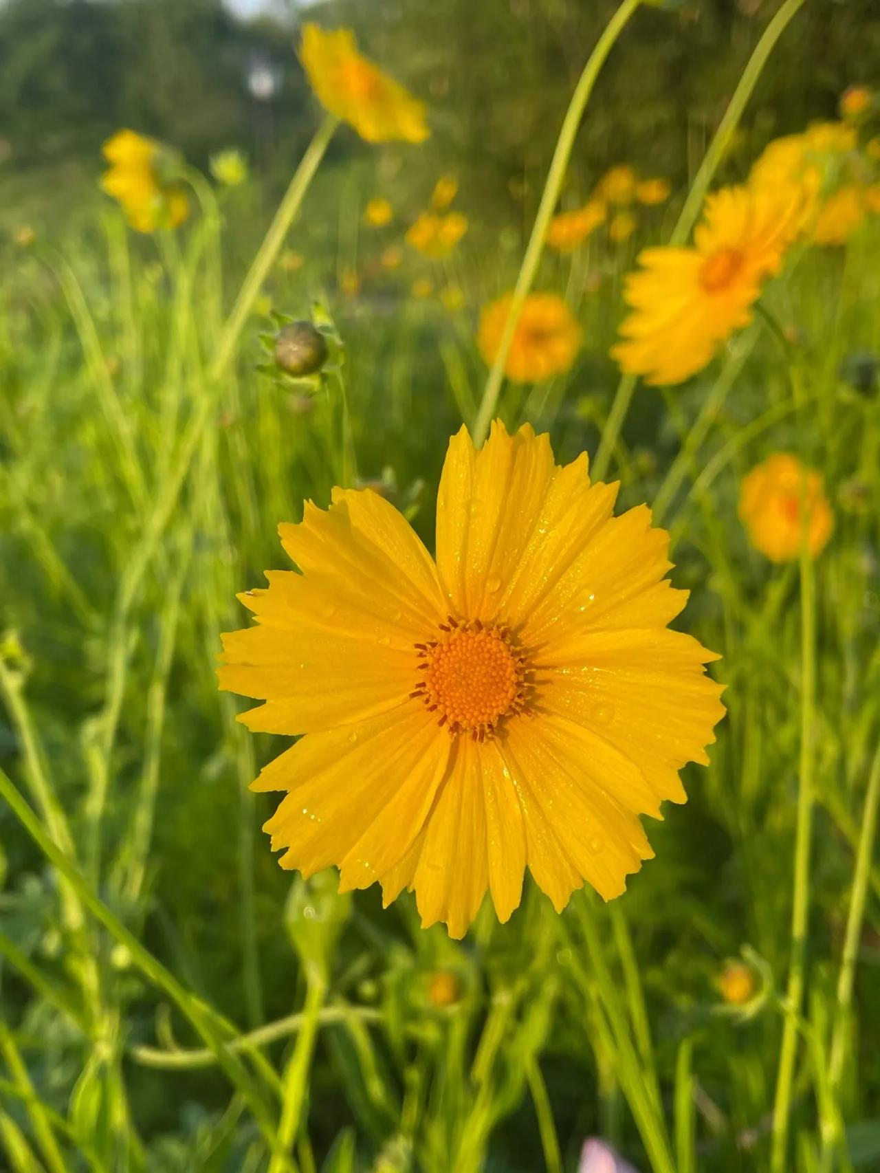 🌼 像金鸡菊一样，
迎着阳光，
把日子开成明亮的金黄色✨