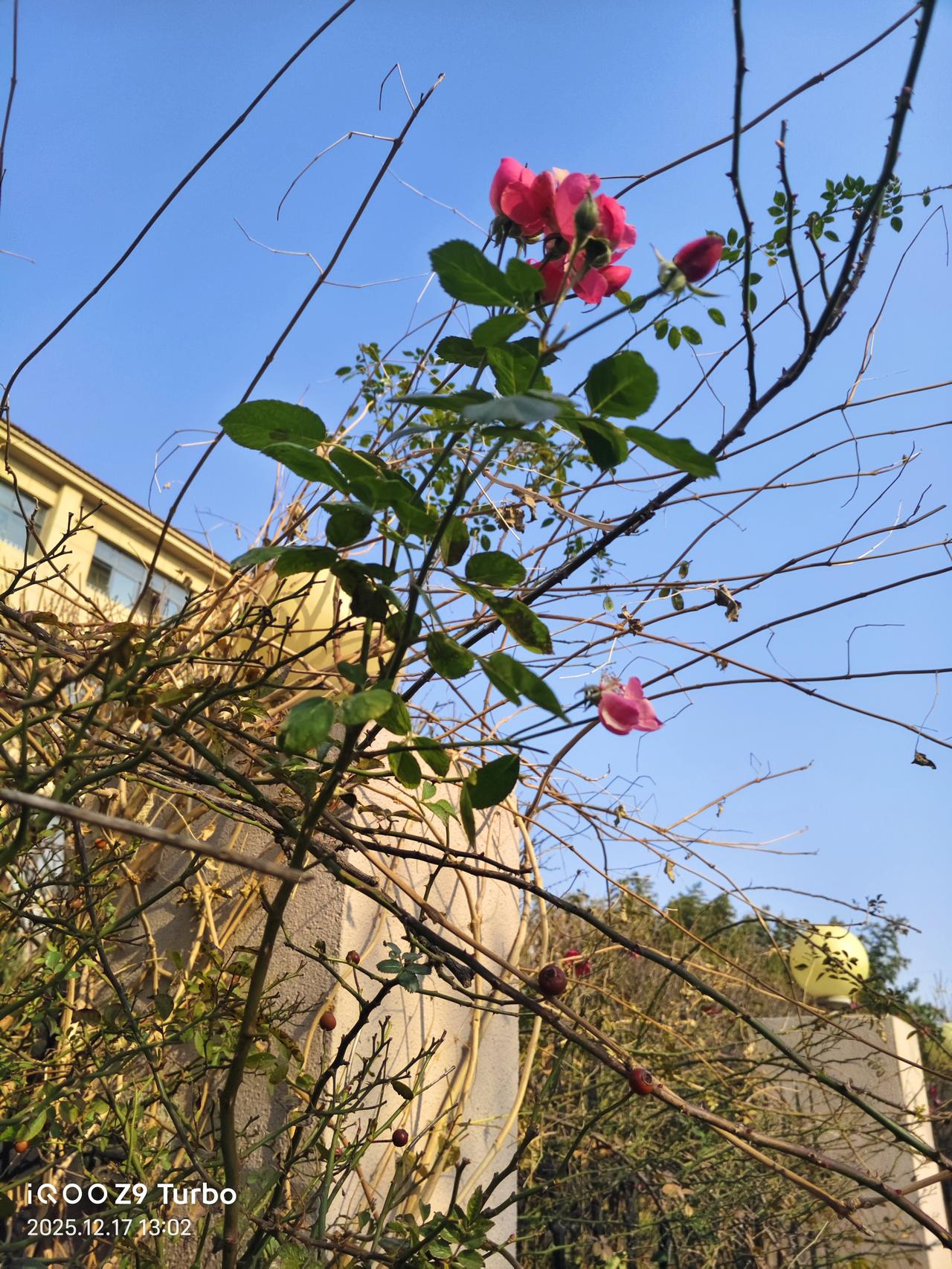 冬日里这处景致还挺有意思！黑铁艺栅栏透着复古感，后面的月季枝桠光秃秃的，却硬撑着