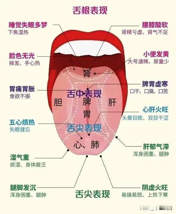 看舌象靠谱吗？到底该怎么看？一次性为你讲清！
 
1、左肝右胆看两边
 
2、心