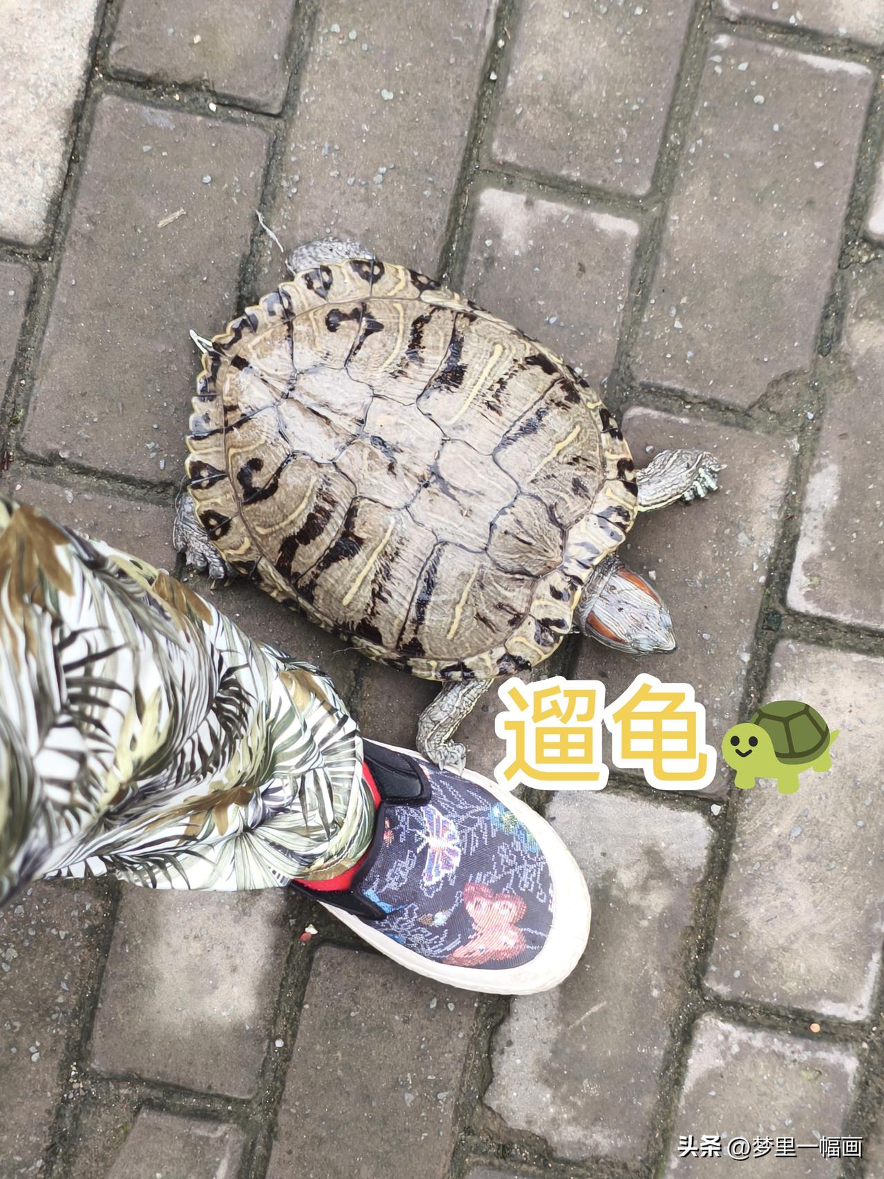 水里待不住了地上也到处乱爬，也不好好吃。实在没办法只有带它下楼遛遛让它消耗体力可