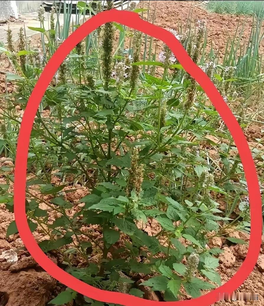 你说这植物叫啥？评论区打出来，我看有多少人是真种过地的，多少人是刚拿手机扫出来的