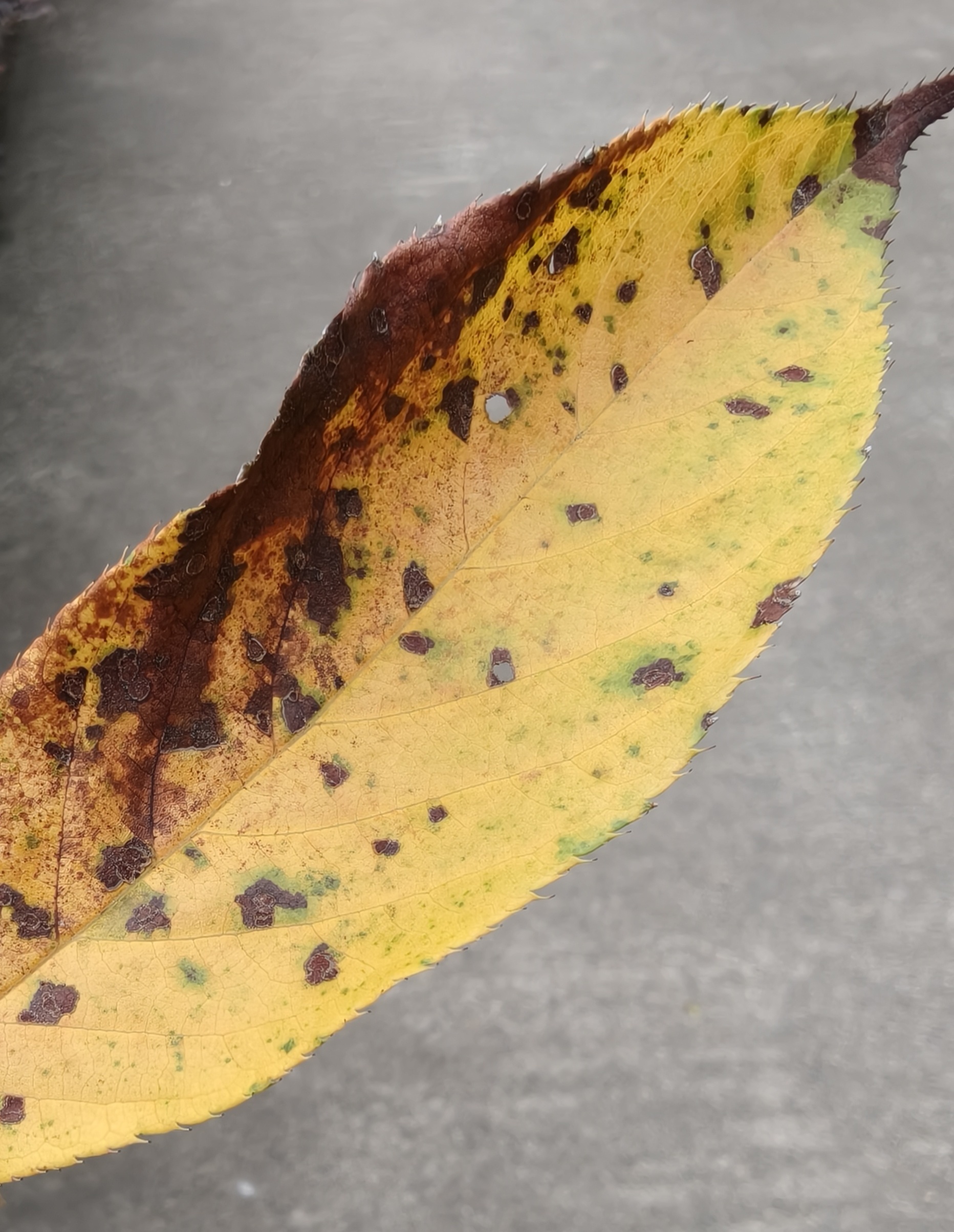 星期一元气满满努力搬砖每天早起打卡 ​​​