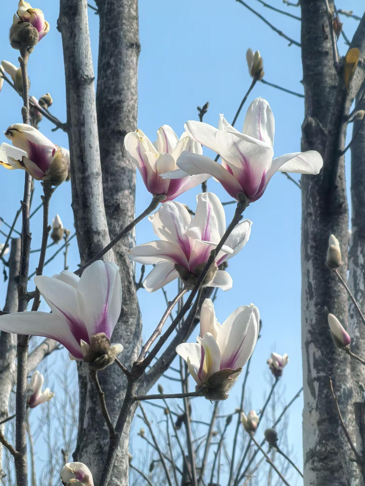 春天来了，春暖花开，万物复苏，冰雪融化，春意盎然！