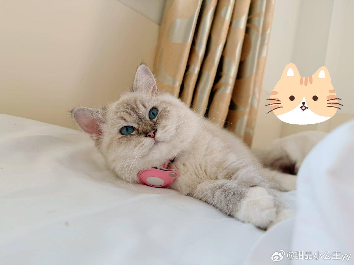 猫妹妹：你在拍我？不要打扰我睡觉💤冒个泡