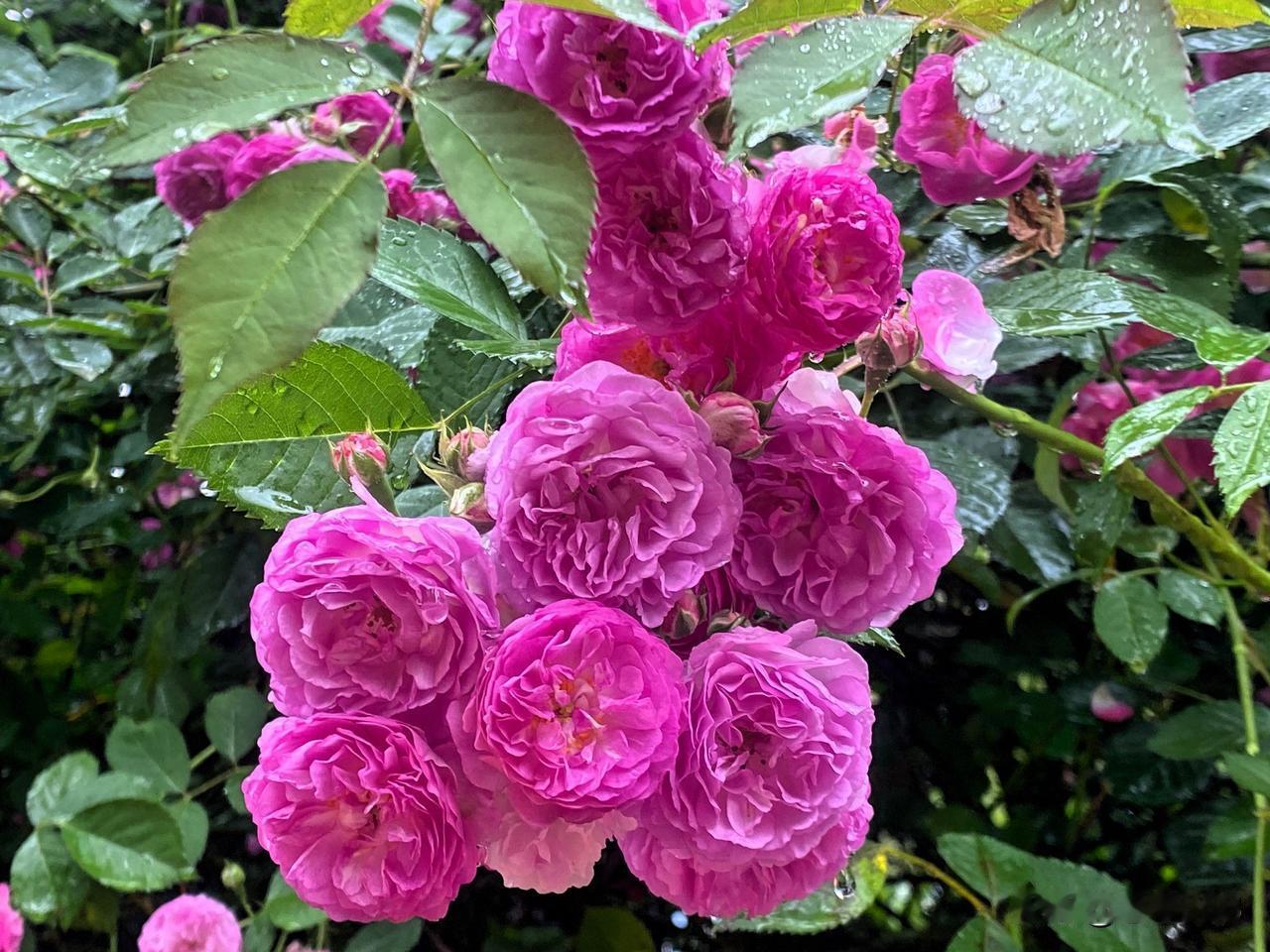 今年的蔷薇花路没人修理，尽显自然风光，大雨中的蔷薇花也很倔强，昂首努放，努力展现