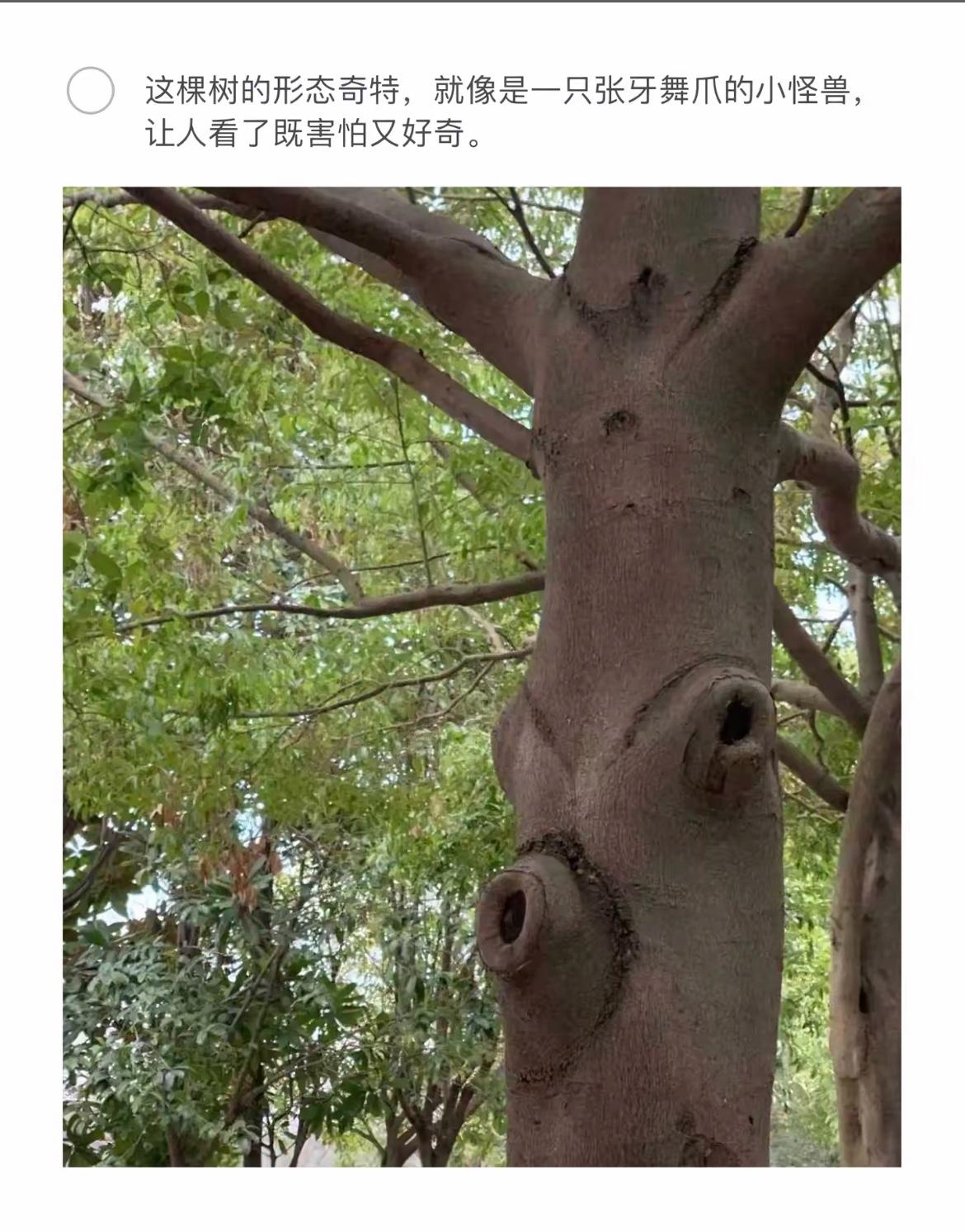 树中隐藏的小怪兽，既害怕又好奇！🌳👻