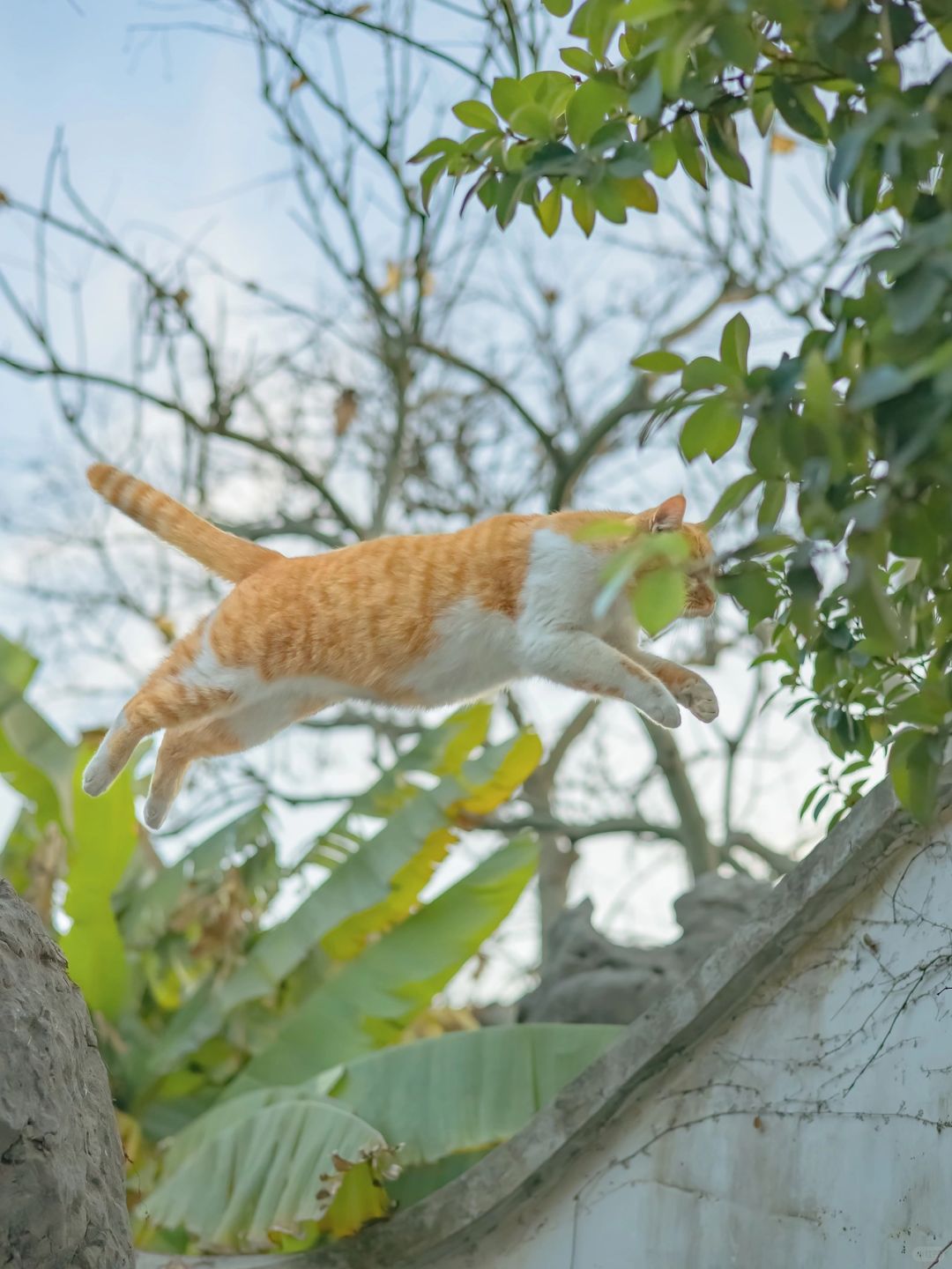 三月飞猫，见者好运