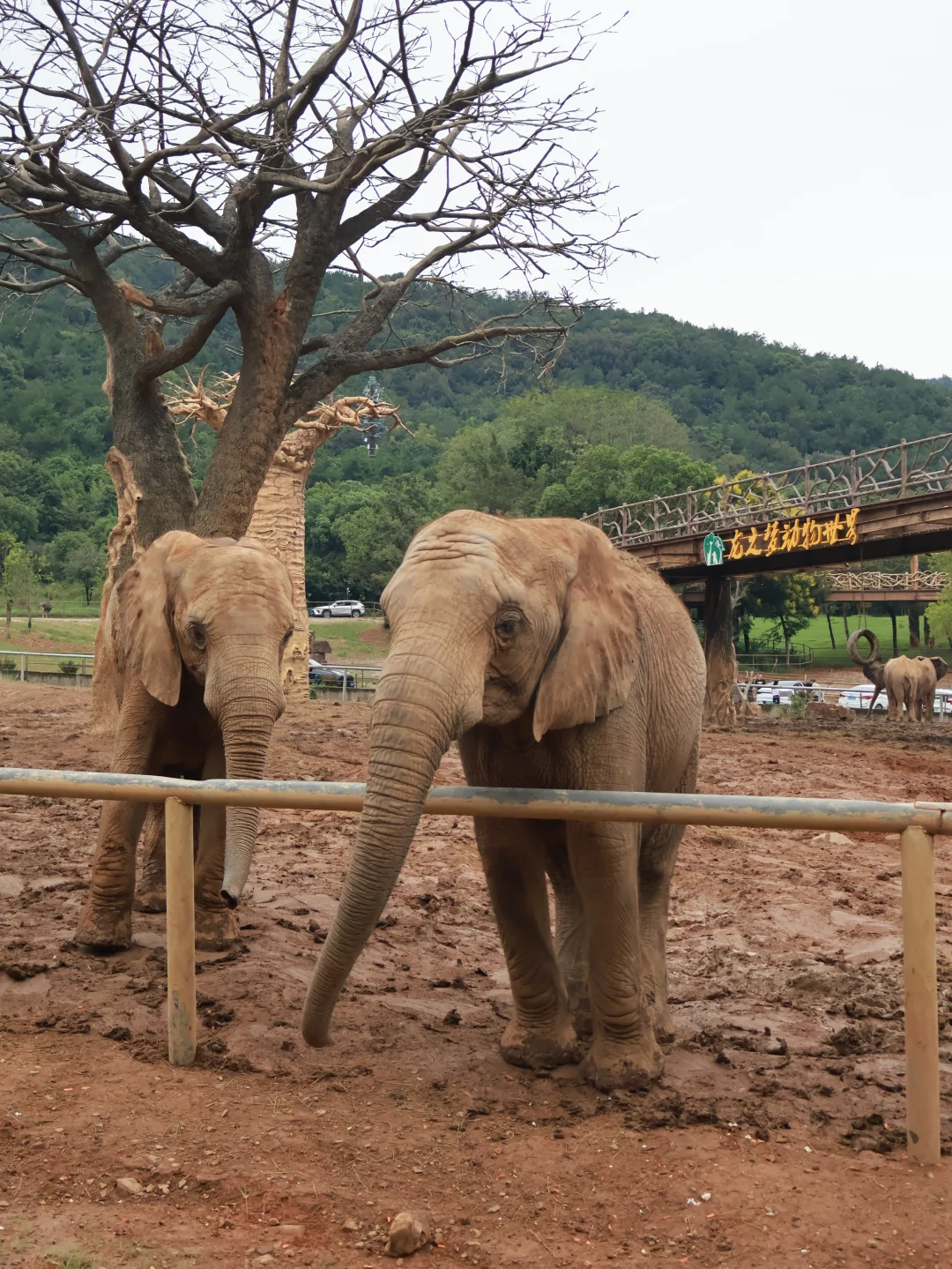 大象大象你的鼻子为什么那么长