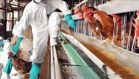 日本那边的养鸡场又炸锅了，这回轮到了四国地区。

1月10号那边农林水产省刚确认