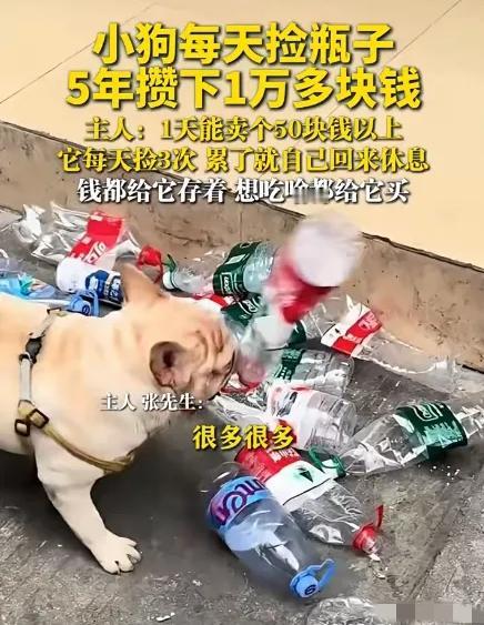 小狗天天出门捡瓶子，
五年居然攒下一万多！
主人说它一天卖瓶子能赚50块以上，每