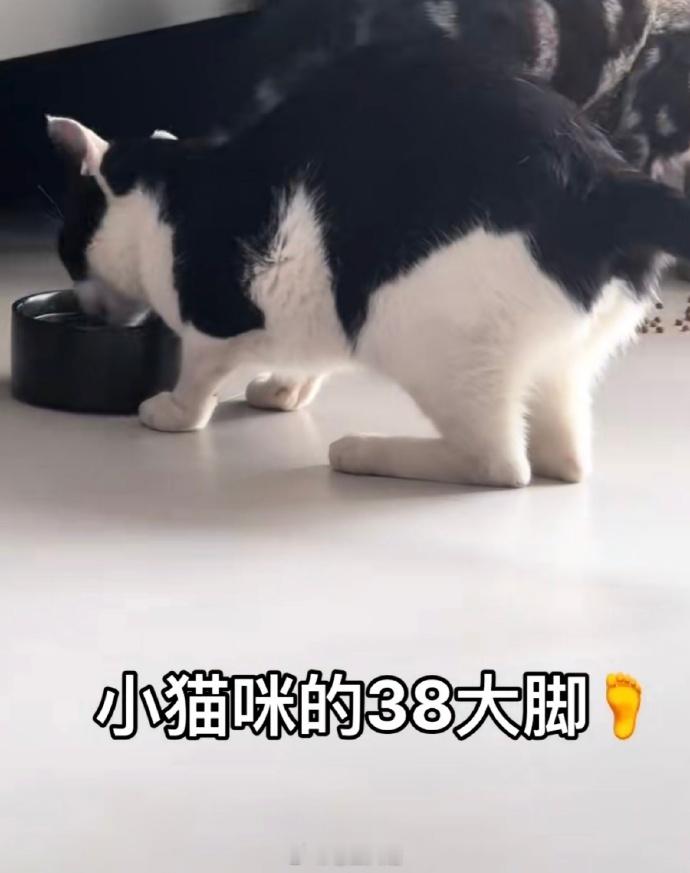 也没人告诉我小猫的脚这么大呀 ​​​