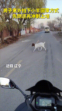 大开眼界！全网最会回家的小羊，解锁超高翻墙技能😂
 
万万没想到，小羊的回家方