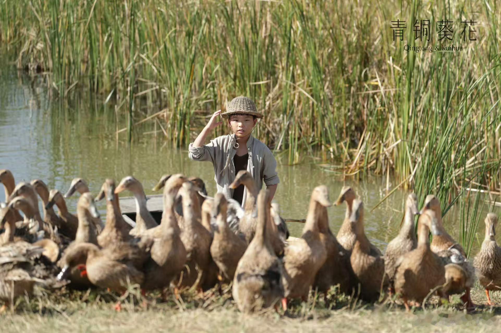 课本具象化了！《青铜葵花》电影，自带童年滤镜的温暖暴击！原来课本里的画面不是想象