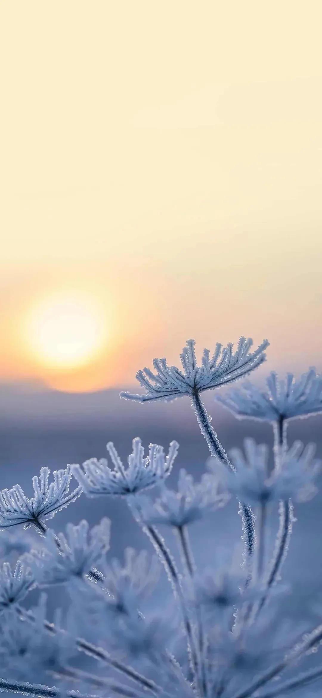 今日大雪
浑然不知界，天地白纷纷。
一转眼，已是大雪。

千里冰封，万里雪