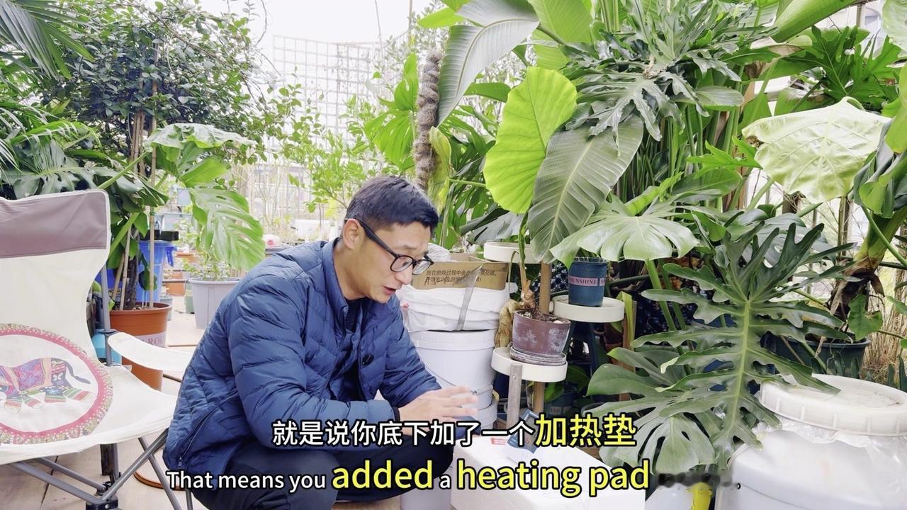 冬天扦插无花果总失败？分享两个关键技巧，提高成活率！

用两个泡沫箱摞着扦插更方