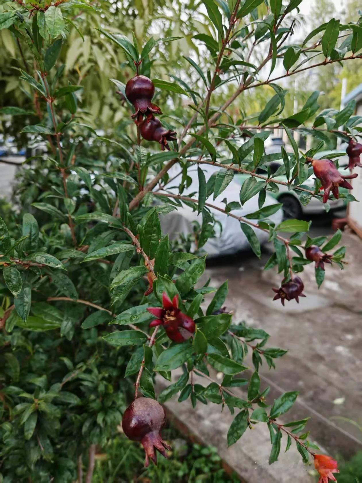 这是一位粉丝发给我的图片，问我是不是突尼斯软籽石榴？这肯定不是的了，石榴的颜值很