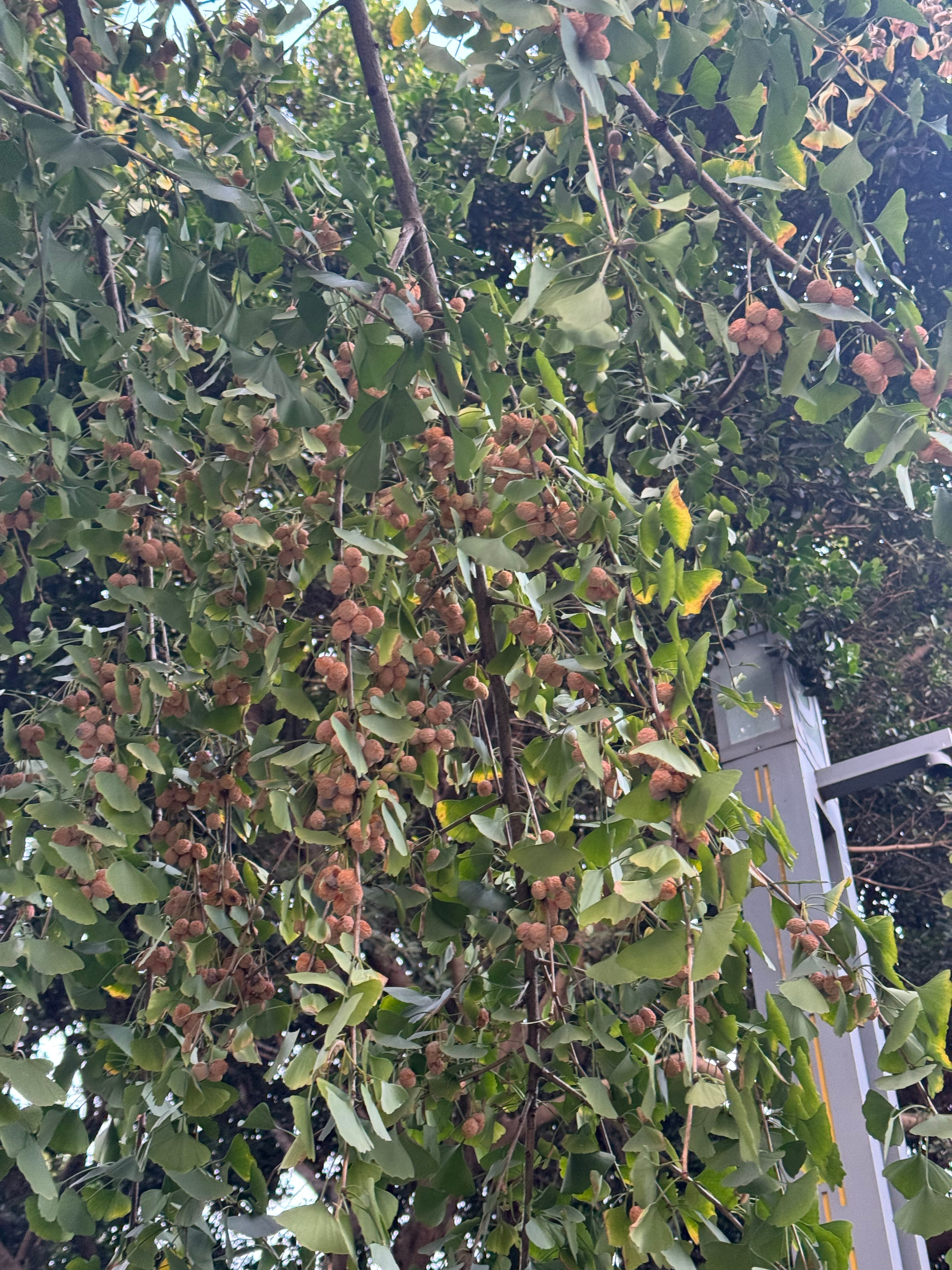 那股熟悉的味道又开始了…[晕] ​​​