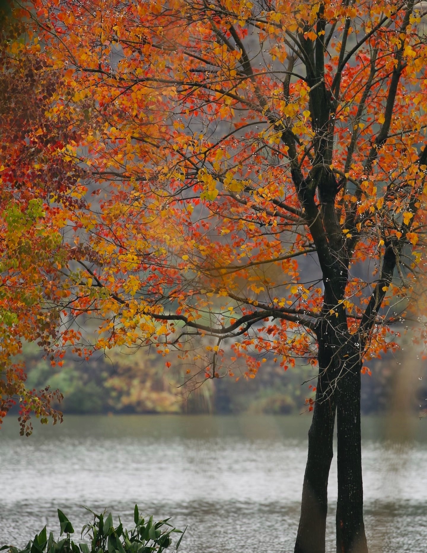 今天准备补仓两层场内，做好心里准备，这次估计会深跌的，机构硬砸没办法预测。风萧萧