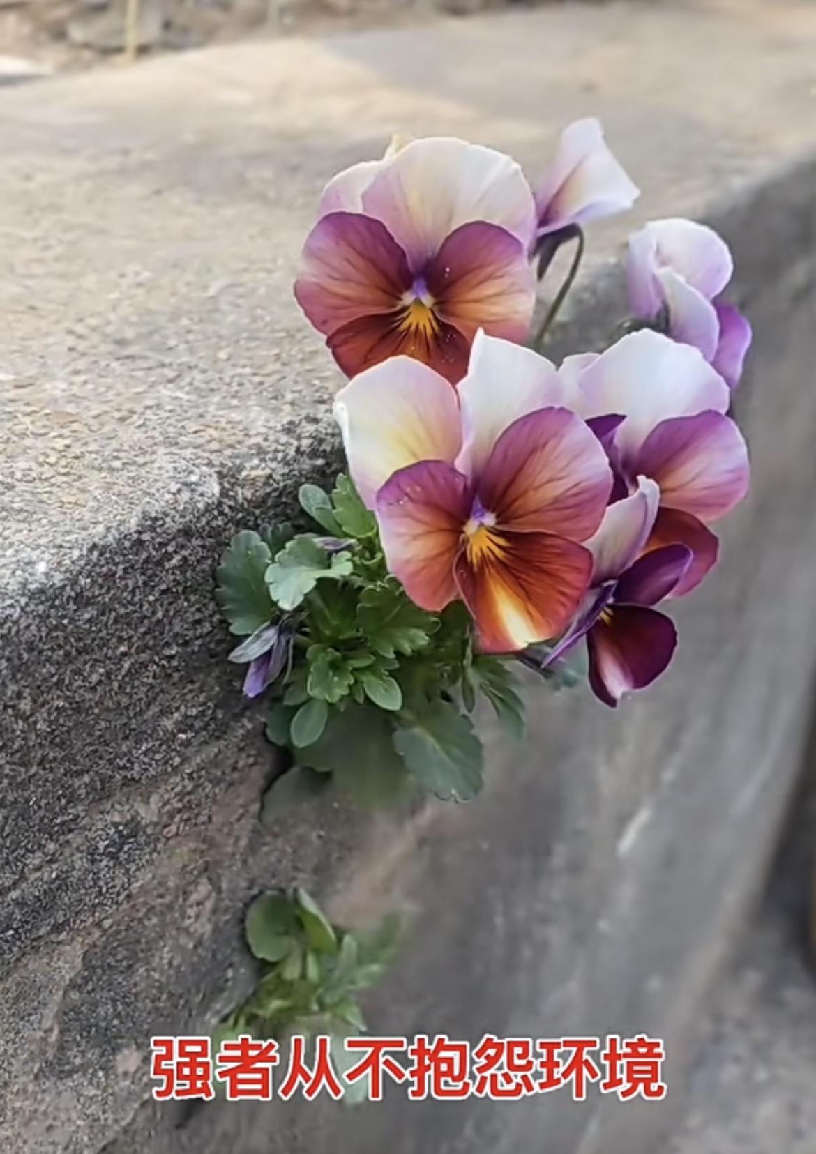 我的今日状态：😁轻松愉快
我这里的天气：☀️晴天
路边上的水泥砖缝中的小草，