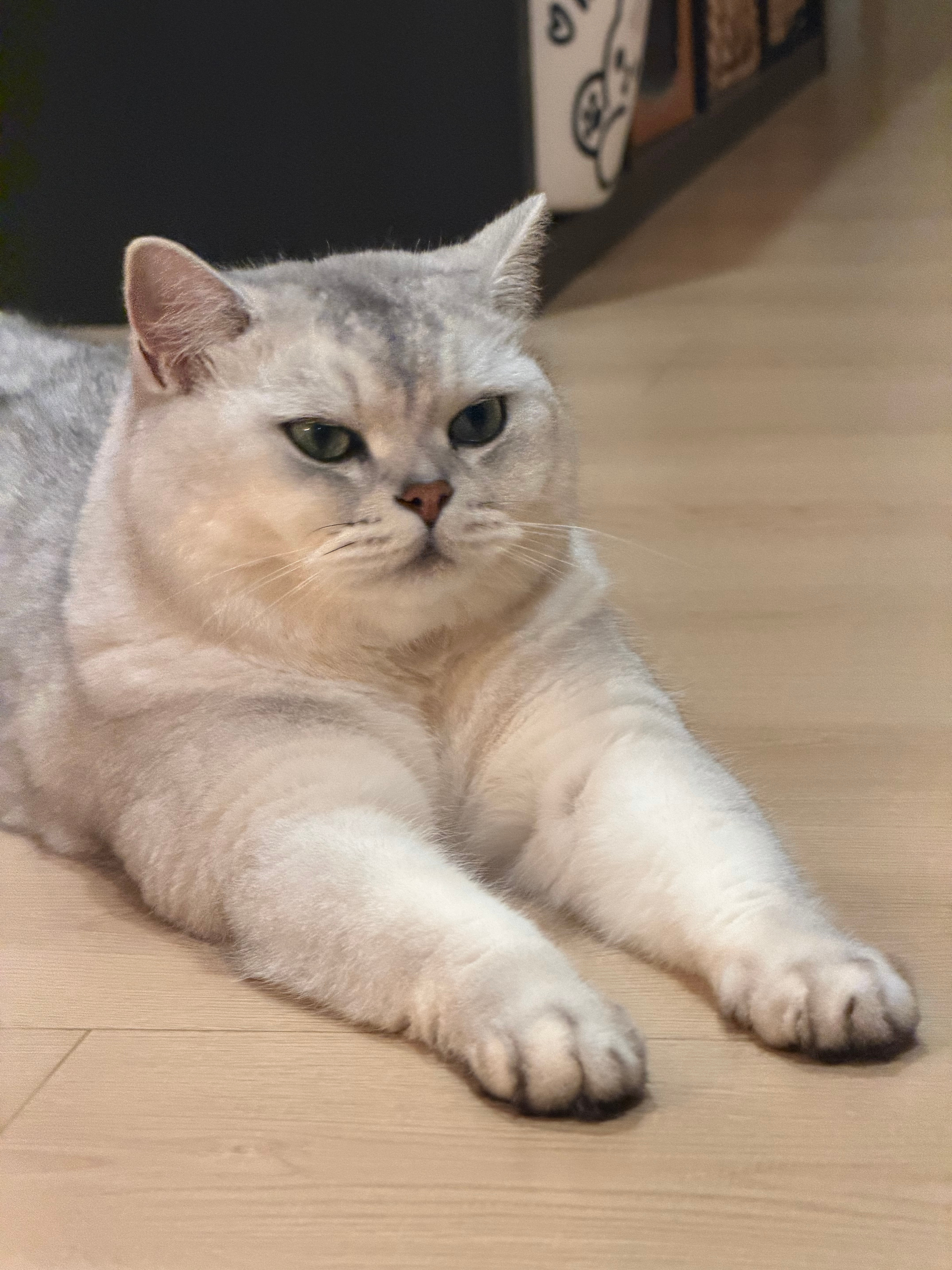 这监工一点也不负责，我懒都怪猪咪