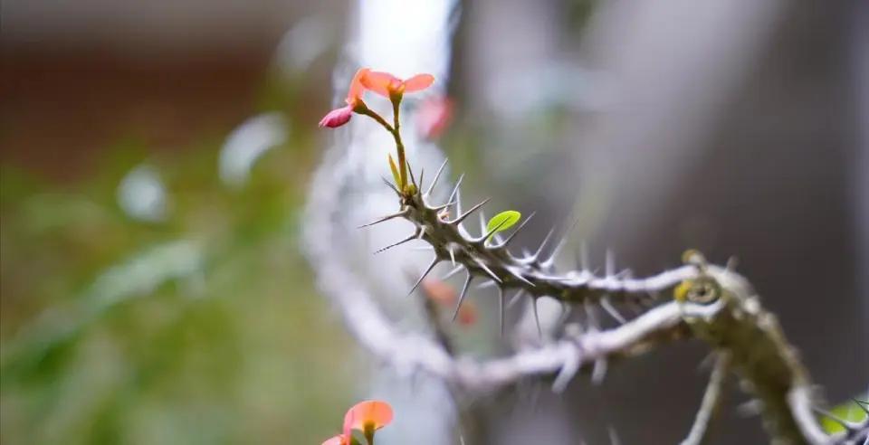 母亲让均摊住院费，儿子一句话点破偏心，多少女儿在原生家庭里被默默消耗
母亲让儿子