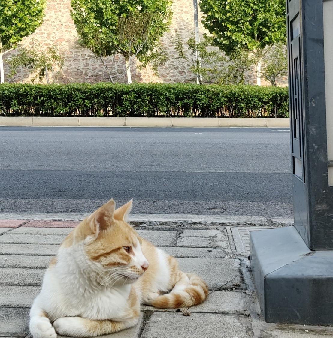 早上出门散步，在路边偶遇了这只橘猫。

它独自安静卧在人行道。路上行人来往，车声
