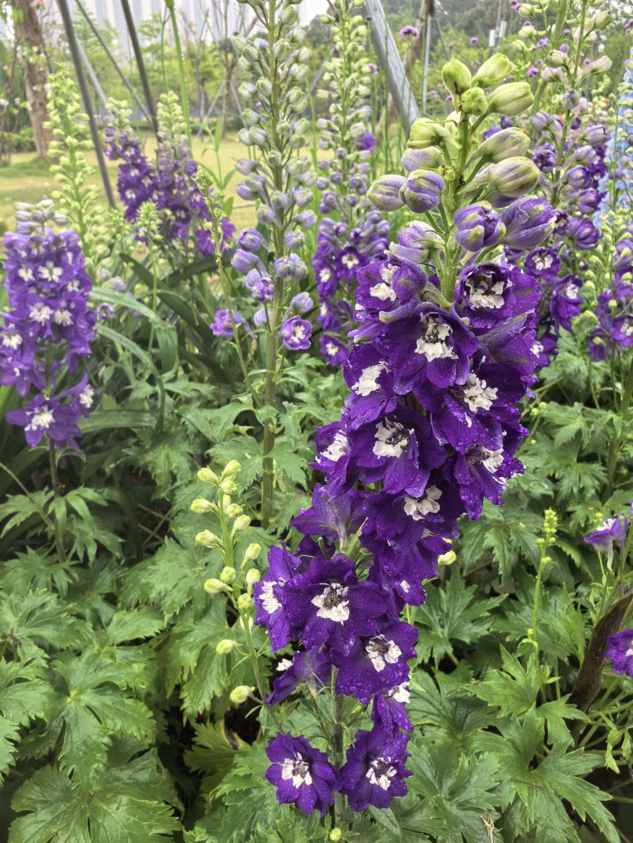 分享你手机中的花花草草花展精品，赏心悦目。