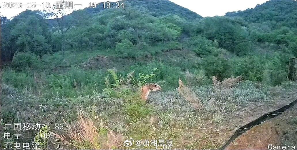 【被监控拍到时“两眼放光”，#黑龙江一老虎下山寻找食物当地提醒#】#监控拍到黑龙