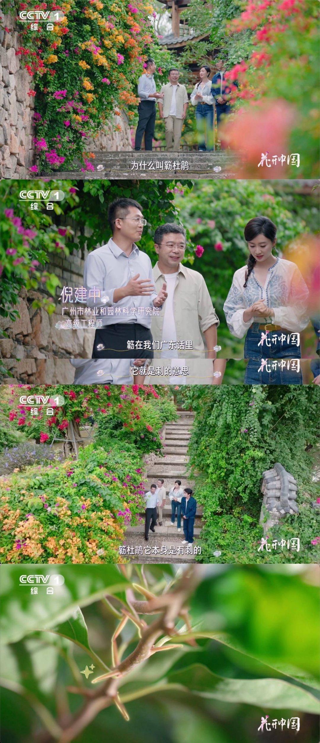 以为是花其实是五颜六色的叶子从刺里开出的花 三角梅真的是乡村振兴好帮手！彩色苞叶