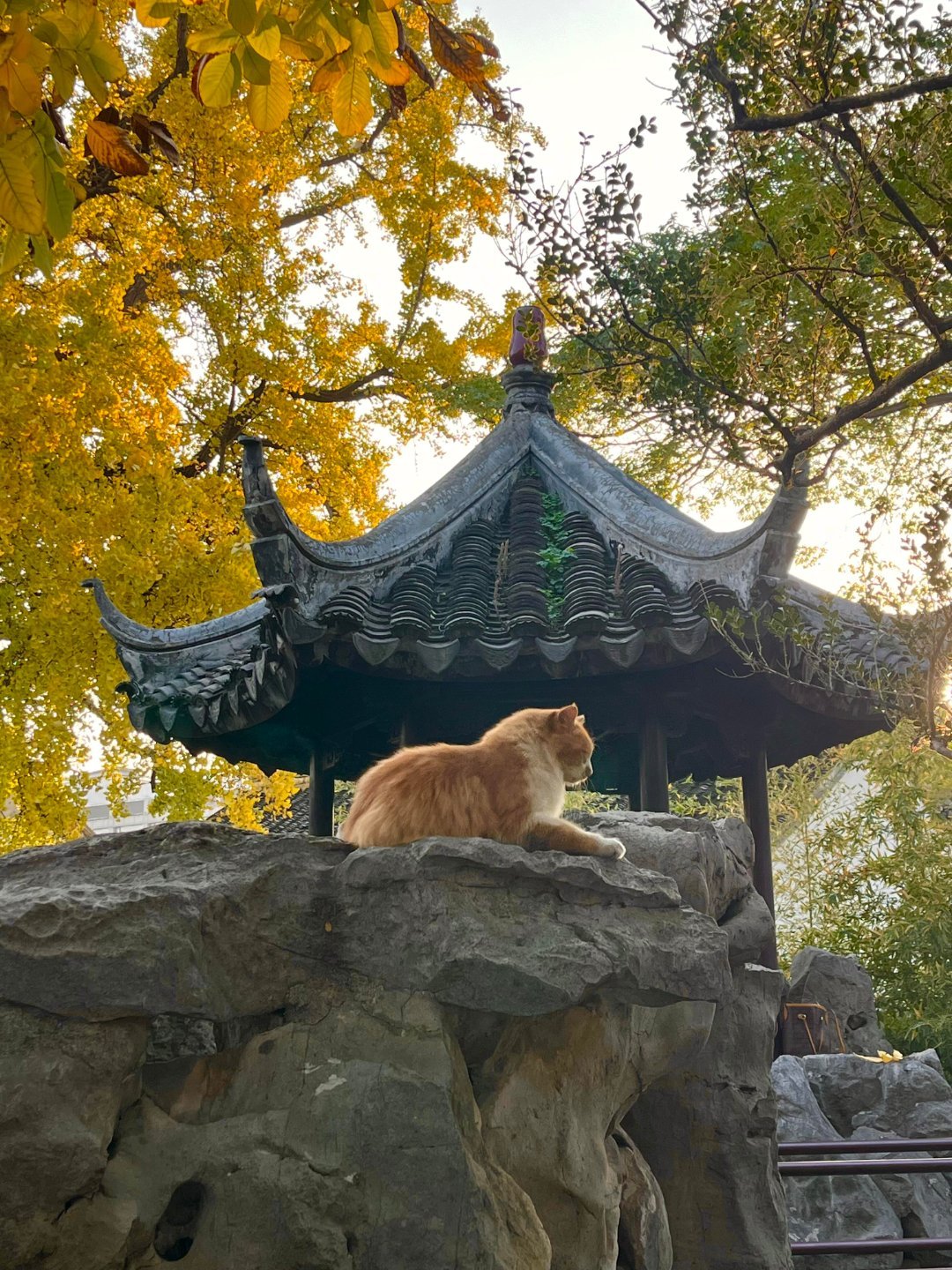 一路前行  |  网红打卡圣地   苏州怡园傍晚去的人少，偶遇了3只喵🐱银杏、