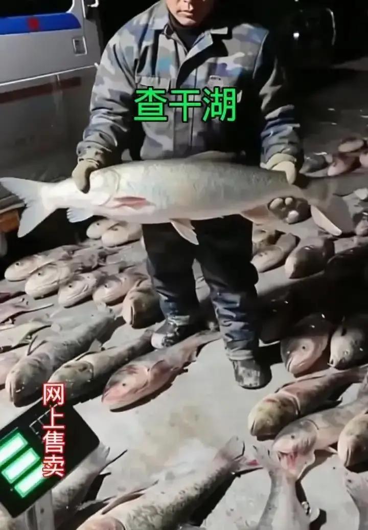 游客在查干湖冬捕集市挑胖头鱼，发现鱼眼浑浊、鳃发黏，掰开肉松散，还有股氨味。
摊