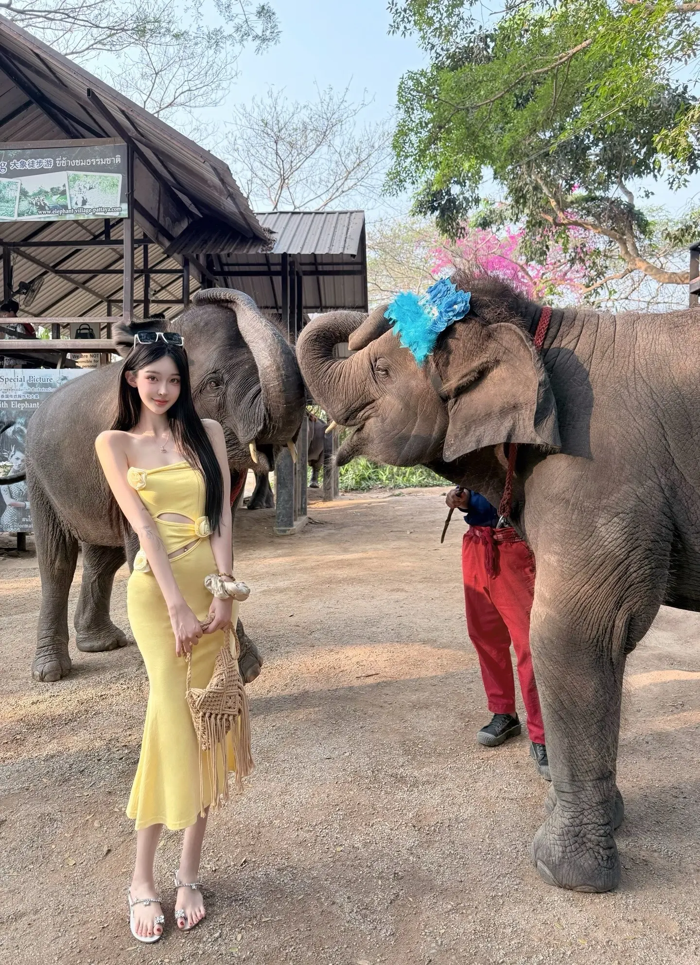 和大象贴贴🐘。