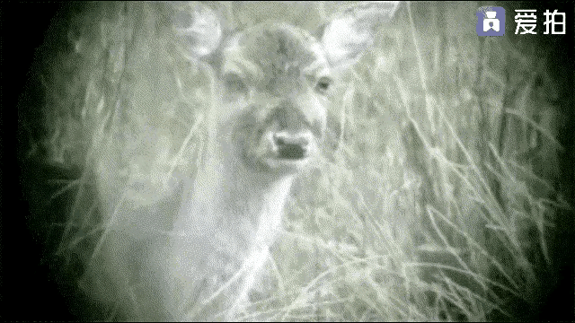 慢动作带你看看子弹穿过动物脑袋的瞬间。肯尼迪遇害 肯尼迪夫妇 肯尼迪之死 阿瑟肯