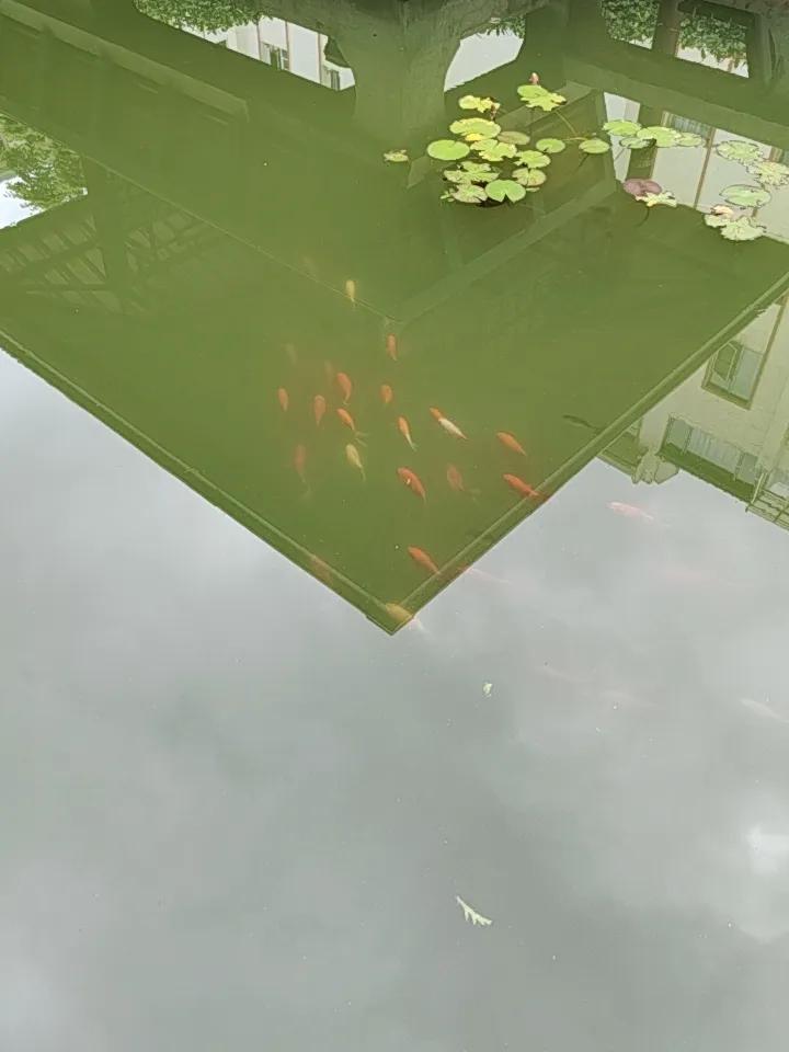 昆明小区的池塘，简直是小鱼们的欢乐王国。每次路过，都能看到它们在水里欢快地游着。