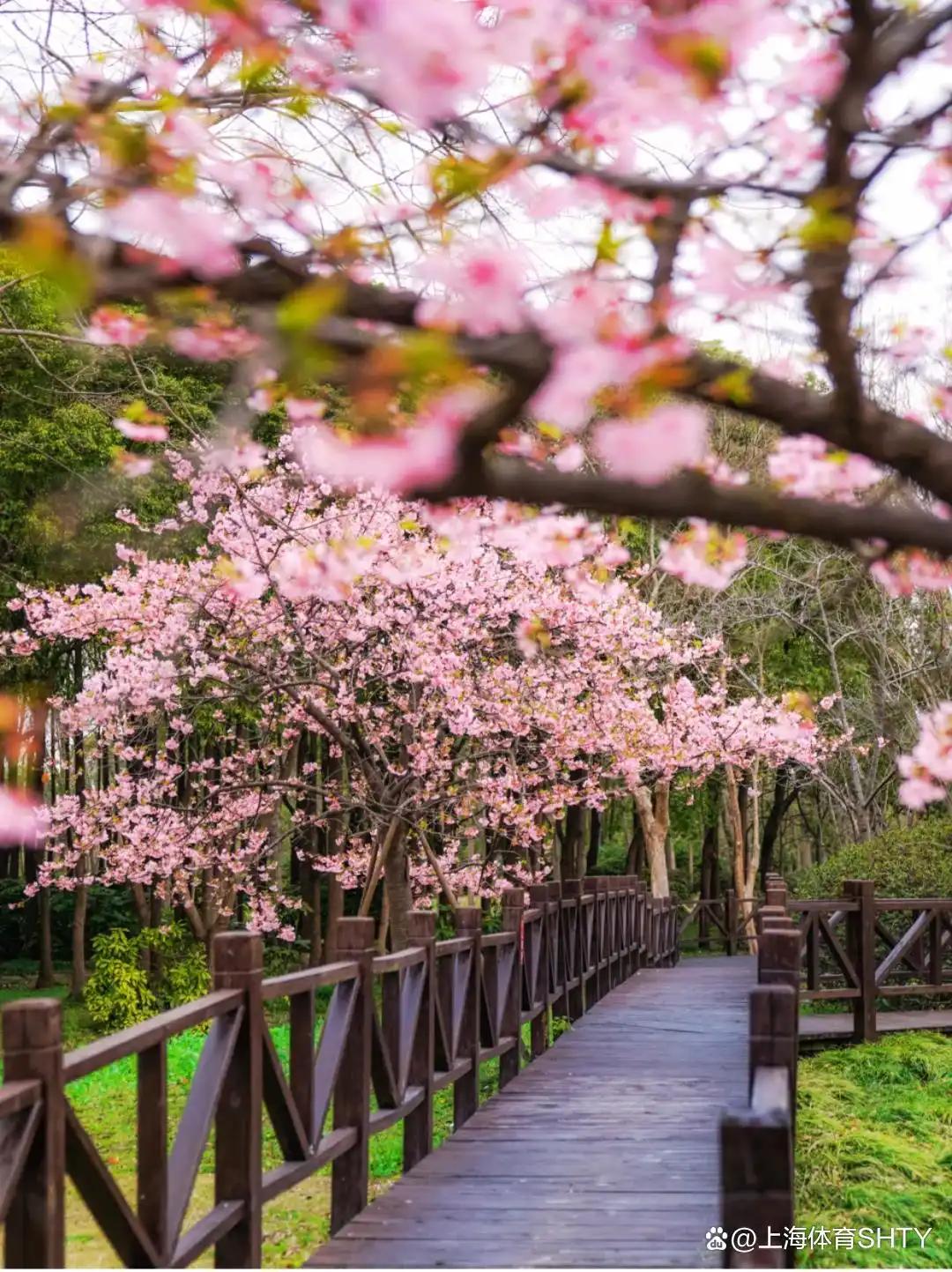 🌸 大连赏樱指南：
大连的樱花季通常在4月中旬至5月中旬，现在（3月底）部分早