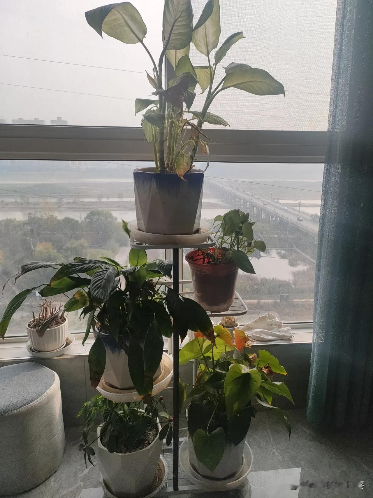 晨雾轻轻笼罩着城市的轮廓，阳光透过窗棂，温柔地洒在窗边的绿植上。

它们静静伫立