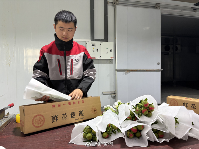 【#菏泽芍药鲜切花有望实现直飞#】#菏泽芍药鲜切花包揽全国六成份额# 近日，牡丹