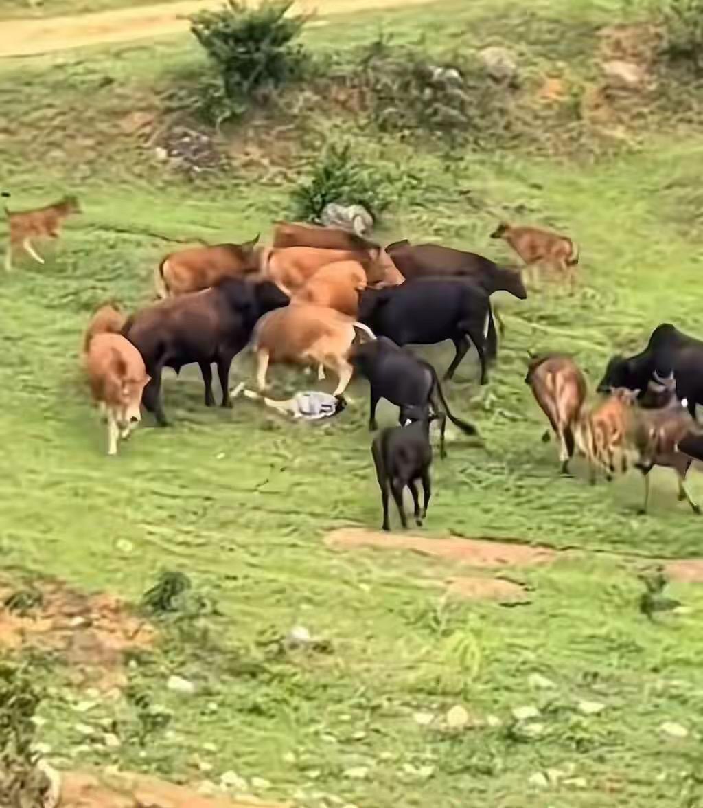 广西贵港一小孩在牛群里摔了，还差点被牛踩到，幸好有男子赶紧赶走牛群把娃救了。村里