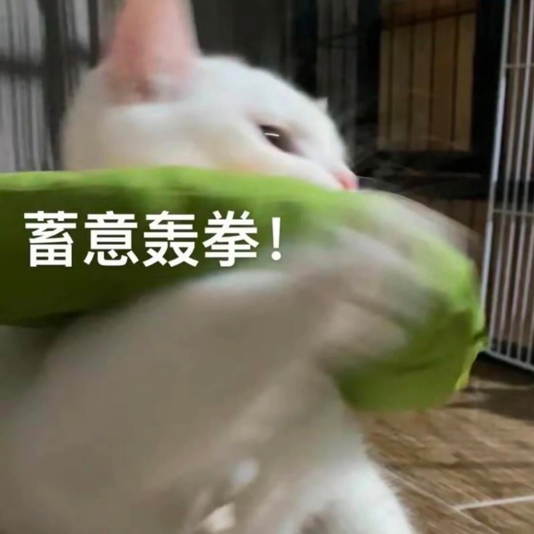 猫猫我啊给你爱意绵绵拳 